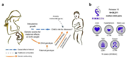 遗传学研究阐明了出生体重与成人发病率之间的联系