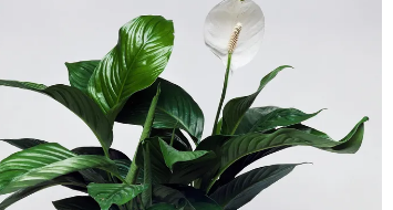 专家揭晓5种有毒植物千万不要在家中种植